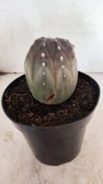 ASTROPHYTUM ASTERIAS “Purple” Nº 1039 – vaso 15 - Imagem 7