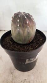 ASTROPHYTUM ASTERIAS “Purple” Nº 1039 – vaso 15 - Imagem 6
