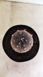 ASTROPHYTUM ASTERIAS “Purple” Nº 1039 – vaso 15 - Imagem 3