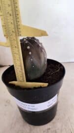 ASTROPHYTUM ASTERIAS “Purple” Nº 1039 – vaso 15 - Imagem 5