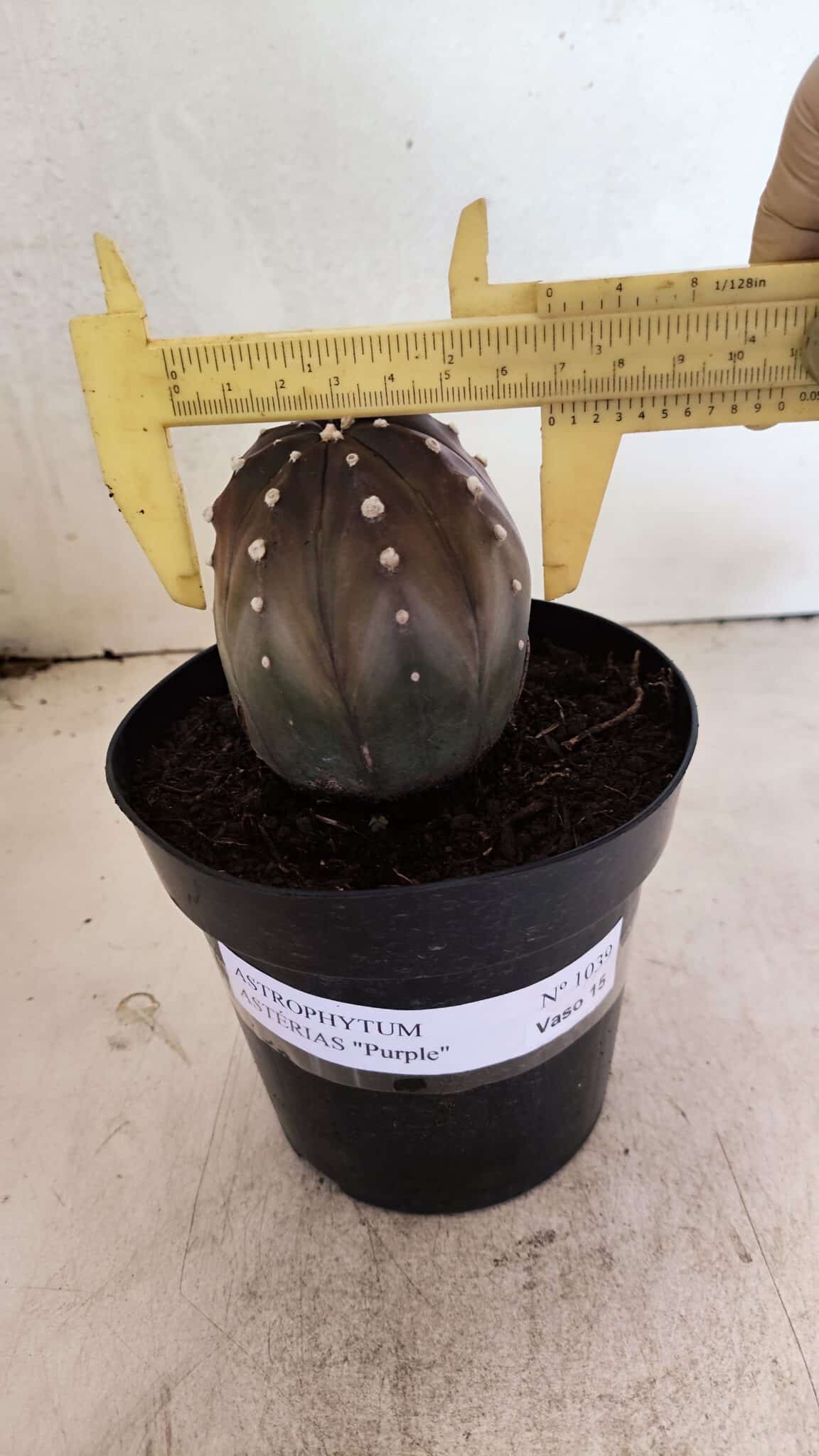 ASTERIAS PURPLE 1039 (8) ASTROPHYTUM ASTERIAS “Purple” Nº 1039 – vaso 15 - Imagem 1