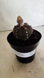 MATRIZ ASTROPHYTUM ASTERIAS “Purple - 6 Ribs”  Nº 1040 – vaso 15 - Imagem 2