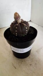 MATRIZ ASTROPHYTUM ASTERIAS “Purple - 6 Ribs”  Nº 1040 – vaso 15 - Imagem 10