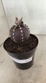 ASTROPHYTUM ASTERIAS “Purple”  Nº 1040 – vaso 15 - Imagem 10