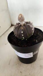 MATRIZ ASTROPHYTUM ASTERIAS “Purple - 6 Ribs”  Nº 1040 – vaso 15 - Imagem 9