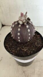 ASTROPHYTUM ASTERIAS “Purple”  Nº 1040 – vaso 15 - Imagem 9