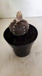 MATRIZ ASTROPHYTUM ASTERIAS “Purple - 6 Ribs”  Nº 1040 – vaso 15 - Imagem 8