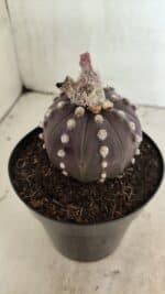 ASTROPHYTUM ASTERIAS “Purple”  Nº 1040 – vaso 15 - Imagem 6