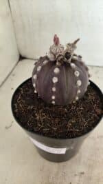 ASTROPHYTUM ASTERIAS “Purple”  Nº 1040 – vaso 15 - Imagem 7
