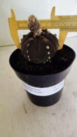 MATRIZ ASTROPHYTUM ASTERIAS “Purple - 6 Ribs”  Nº 1040 – vaso 15 - Imagem 4