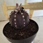 ASTROPHYTUM ASTERIAS “Purple”  Nº 1040 – vaso 15
