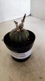 ASTROPHYTUM ASTERIAS “Purple”  Nº 1041 – vaso 09 - Imagem 9