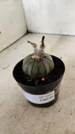 ASTROPHYTUM ASTERIAS “Purple”  Nº 1041 – vaso 09 - Imagem 8