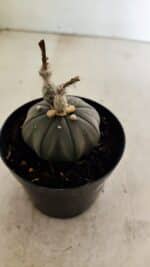 ASTROPHYTUM ASTERIAS “Purple”  Nº 1041 – vaso 09 - Imagem 6