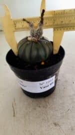 ASTROPHYTUM ASTERIAS “Purple”  Nº 1041 – vaso 09 - Imagem 4