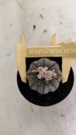 ASTROPHYTUM ASTERIAS “Purple”  Nº 1041 – vaso 09