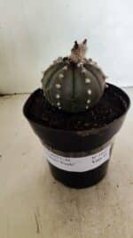 MATRIZ ASTROPHYTUM ASTERIAS “Purple” Nº 1042 – vaso 15 - Imagem 2