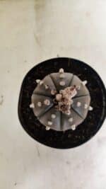 MATRIZ ASTROPHYTUM ASTERIAS “Purple” Nº 1042 – vaso 15 - Imagem 3