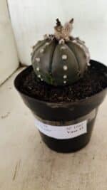 MATRIZ ASTROPHYTUM ASTERIAS “Purple” Nº 1042 – vaso 15 - Imagem 9