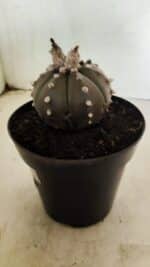 MATRIZ ASTROPHYTUM ASTERIAS “Purple” Nº 1042 – vaso 15 - Imagem 8