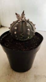 MATRIZ ASTROPHYTUM ASTERIAS “Purple” Nº 1042 – vaso 15 - Imagem 7