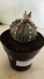 MATRIZ ASTROPHYTUM ASTERIAS “Purple” Nº 1042 – vaso 15 - Imagem 6