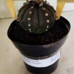 MATRIZ ASTROPHYTUM ASTERIAS “Purple”  Nº 1042 – vaso 15