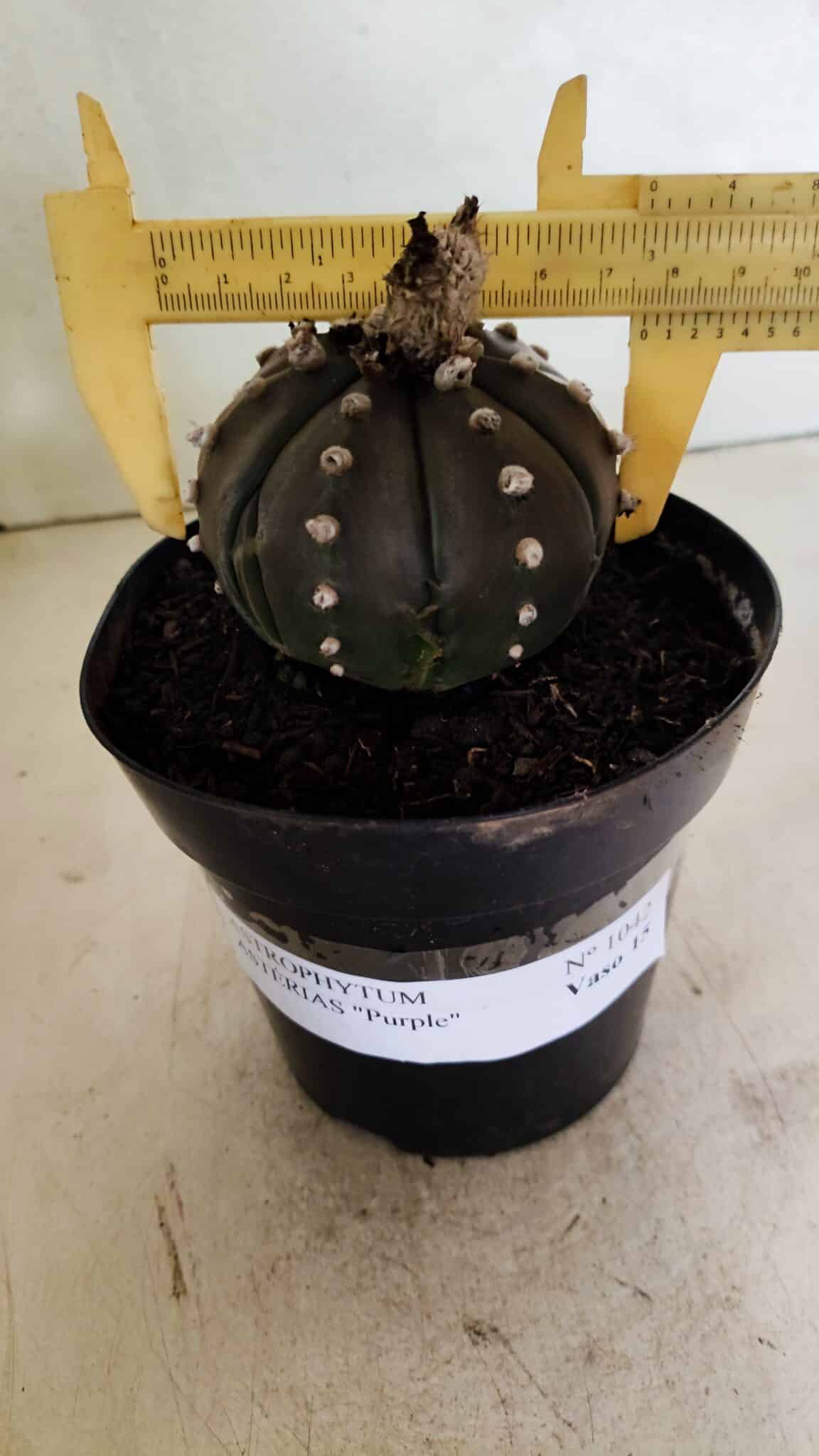 ASTERIAS PURPLE 1042 (7) MATRIZ ASTROPHYTUM ASTERIAS “Purple” Nº 1042 – vaso 15 - Imagem 1