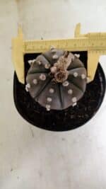 MATRIZ ASTROPHYTUM ASTERIAS “Purple” Nº 1042 – vaso 15 - Imagem 5