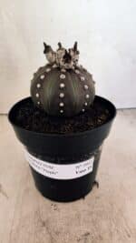 MATRIZ ASTROPHYTUM ASTERIAS “Purple” Nº 1043 – vaso 15 - Imagem 2