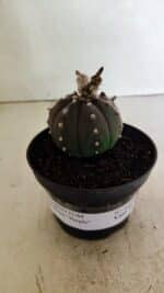 ASTROPHYTUM ASTERIAS “Purple”  Nº 1043 – vaso 11 - Imagem 2