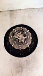 MATRIZ ASTROPHYTUM ASTERIAS “Purple” Nº 1043 – vaso 15 - Imagem 3