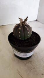 ASTROPHYTUM ASTERIAS “Purple”  Nº 1043 – vaso 11 - Imagem 9