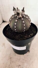 MATRIZ ASTROPHYTUM ASTERIAS “Purple” Nº 1043 – vaso 15 - Imagem 9