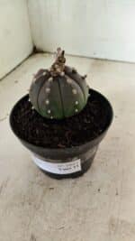 ASTROPHYTUM ASTERIAS “Purple”  Nº 1043 – vaso 11 - Imagem 8