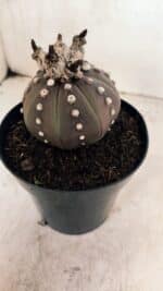MATRIZ ASTROPHYTUM ASTERIAS “Purple” Nº 1043 – vaso 15 - Imagem 8