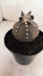 MATRIZ ASTROPHYTUM ASTERIAS “Purple” Nº 1043 – vaso 15 - Imagem 7