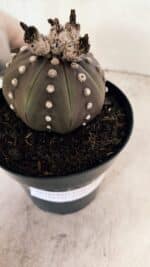 MATRIZ ASTROPHYTUM ASTERIAS “Purple” Nº 1043 – vaso 15 - Imagem 6