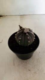 ASTROPHYTUM ASTERIAS “Purple”  Nº 1043 – vaso 11 - Imagem 6
