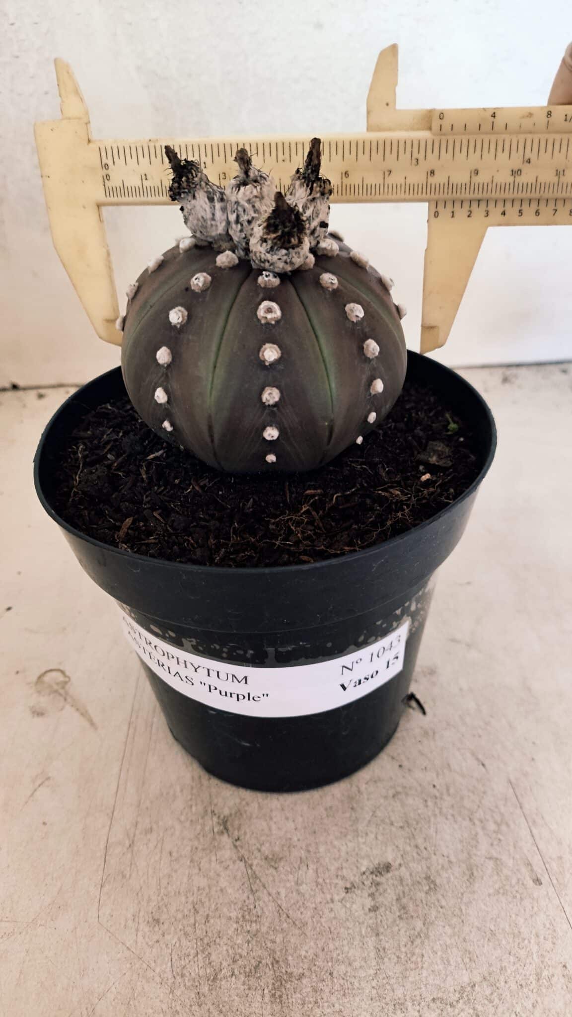 ASTERIAS PURPLE 1043 (7) MATRIZ ASTROPHYTUM ASTERIAS “Purple” Nº 1043 – vaso 15 - Imagem 1