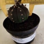 ASTROPHYTUM ASTERIAS “Purple”  Nº 1043 – vaso 11