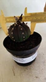 ASTROPHYTUM ASTERIAS “Purple”  Nº 1043 – vaso 11