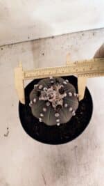 MATRIZ ASTROPHYTUM ASTERIAS “Purple” Nº 1043 – vaso 15 - Imagem 5