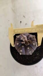 ASTROPHYTUM ASTERIAS “Purple”  Nº 1043 – vaso 11 - Imagem 5