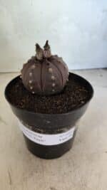MATRIZ ASTROPHYTUM ASTERIAS “Purple” Nº 1044 – vaso 15