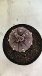 MATRIZ ASTROPHYTUM ASTERIAS “Purple” Nº 1044 – vaso 15 - Imagem 6