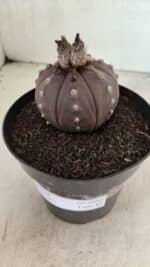 MATRIZ ASTROPHYTUM ASTERIAS “Purple” Nº 1044 – vaso 15 - Imagem 5
