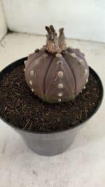 MATRIZ ASTROPHYTUM ASTERIAS “Purple” Nº 1044 – vaso 15 - Imagem 4