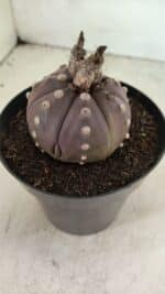 MATRIZ ASTROPHYTUM ASTERIAS “Purple” Nº 1044 – vaso 15 - Imagem 3