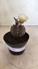 MATRIZ ASTROPHYTUM ASTERIAS “Purple” Nº 1046 – vaso 11 - Imagem 2